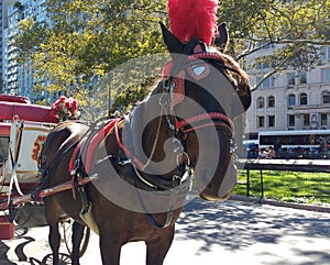 Horse and Carriage Rides in Central Park, NYC, NY, USA