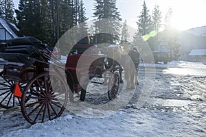 Horse and carriage in the snow forest