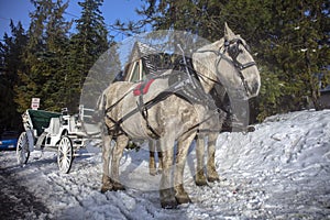 Horse and carriage in the snow forest