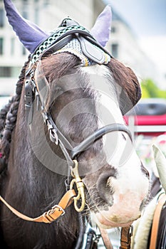 Horse with carriage on the street