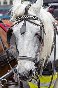 Horse with carriage on the street