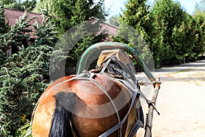 Horse and Carriage for Tourists the national farmstead Dudutki Belarus