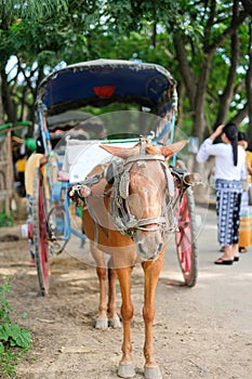 Horse carriage for tourists traveling in Ava Inwa near Mandalay in Myanmar Burma. Landmark and popular for tourists