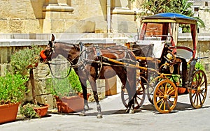 Horse and carriage in Valetta, Malta
