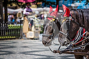 Horse Carriage waiting for tourists at the Old Square in Prague.