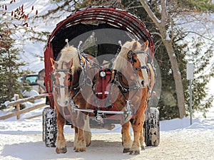 Horse Carriage Winter Hay Ride