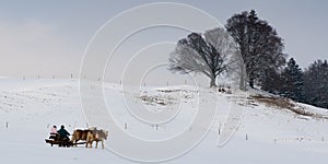 Horse carriage in winter landscape driving through