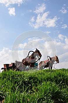 Horse carriages photo