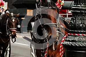 Horse carriages central park in New York City