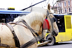 Horse carriages for walks in the historic center of the cit, Lviv, Ukraine