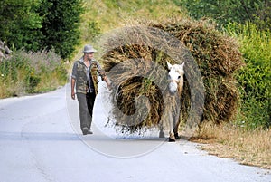 Horse carries a haystack