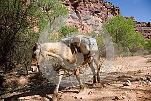 Horse carrying packages