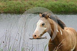 Horse Carrying Stick