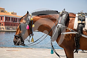 Horse carrying a tourist carriage