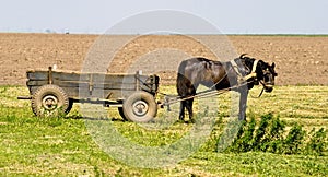 Horse and cart
