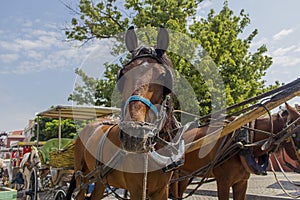 Horse cart