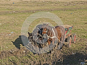 Horse cart at the edge of an agriculture field