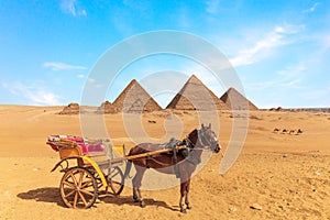 A horse with the cart in front of the Great Pyramids of Giza, Egypt