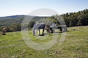 Horse and cart on green field