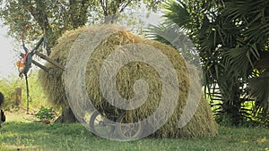 Horse cart loaded with hay waiting on a field