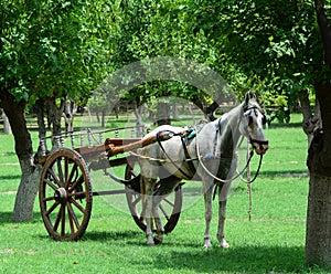 Horse cart at the park in Agra, India