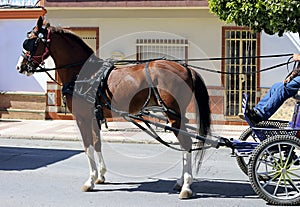 Horse cart  passing through the town of Almonte, Spain photo