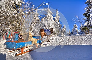 A horse and cart are in the snow-bound fir-trees