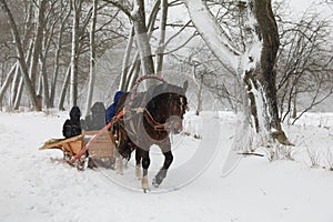 Horse and cart under snowfall