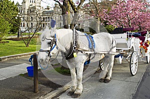 Horse and Cart in Victoria Canada