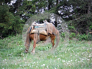 horse for carying firewood on a field