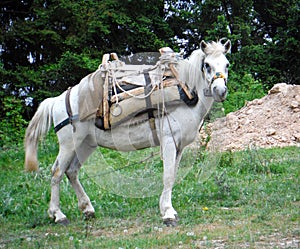 horse for carying firewood on a field