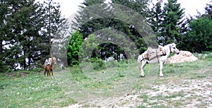 horse for carying firewood on a field