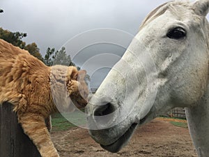 Horse and cat sniffing noses with gray sky background