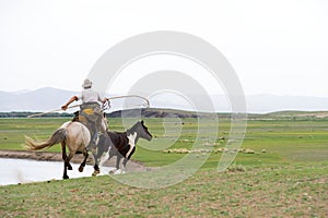 Horse catching in Mongolian style