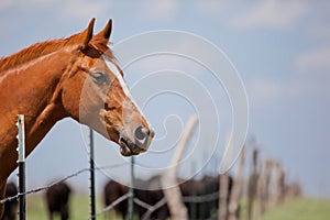 Horse and cattle