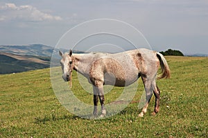 The horse in Caucasian Mountains, Azerbaijan