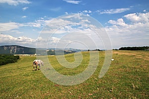 The horse in Caucasian Mountains, Azerbaijan