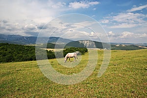 The horse in Caucasian Mountains, Azerbaijan