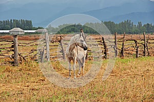 The horse in Caucasian Mountains, Azerbaijan