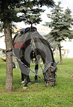 Horse in cavalry trappings tied to the tree and grazing on the lawn photo