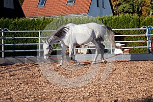 Horse with cavesson training with longe