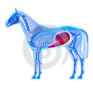 Horse Cecum - Horse Equus Anatomy - isolated on white