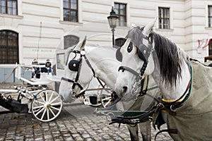 Horse chariots in front of Hofsburg in Vienna