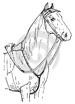 Horse chest, vintage engraving photo