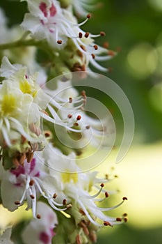 Horse chestnut