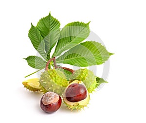 Horse-chestnut Aesculus fruits with leawes.