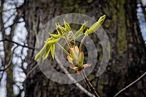 Horse chestnut (Aesculus) green leaf buds on the tree in springtime.