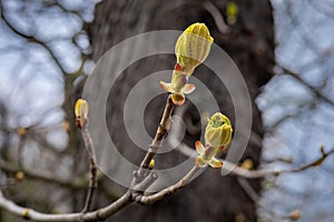 Horse chestnut (Aesculus) green leaf buds on the tree in springtime.