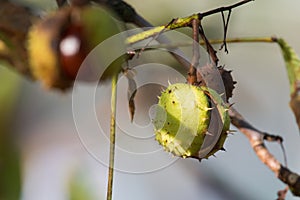 Horse-chestnut, Aesculus hippocastanum