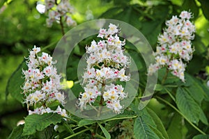 Horse chestnut (Aesculus hippocastanum, Conker tree) flowers